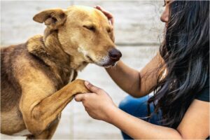 NGO for DOGS | DOG SANCTUARY INDIA
